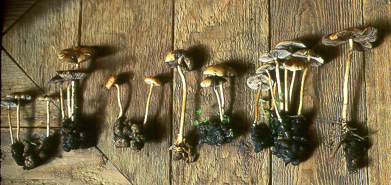 Hypholoma tuberosum